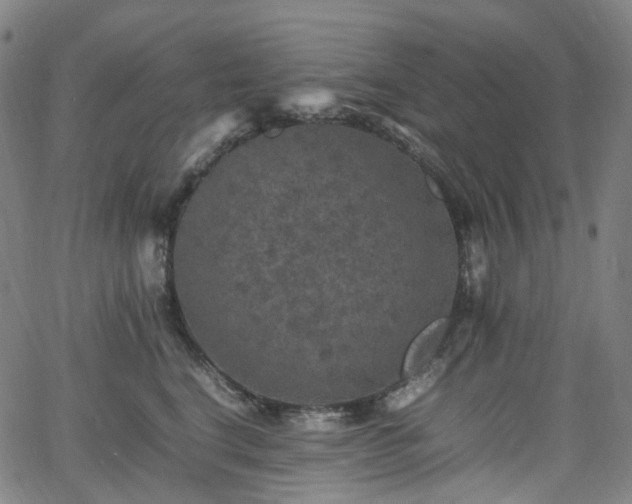 X0000065980664200603101424