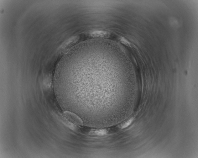 X0000065980665200603101424