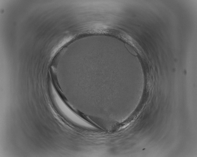 X0000065980677200603101423