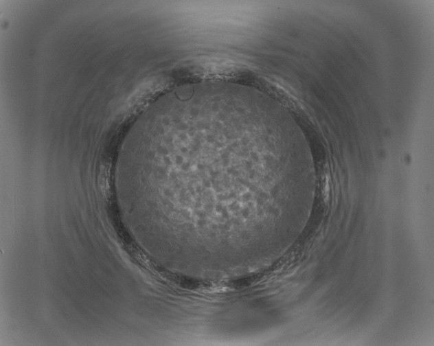 X0000065980695200603101422