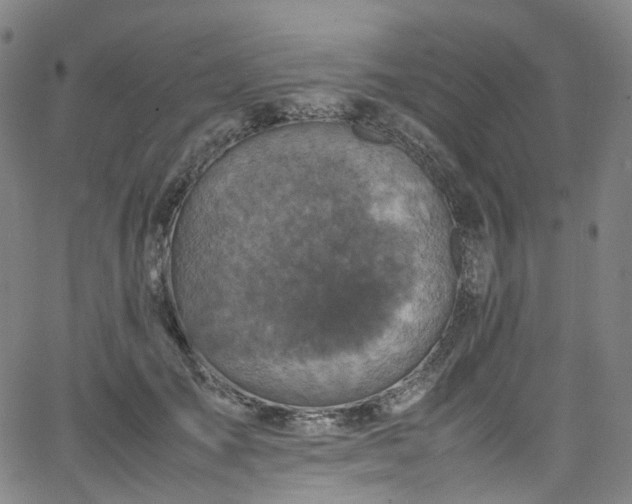 X0000065980701200603101422