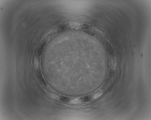 X0000065980705200603101422