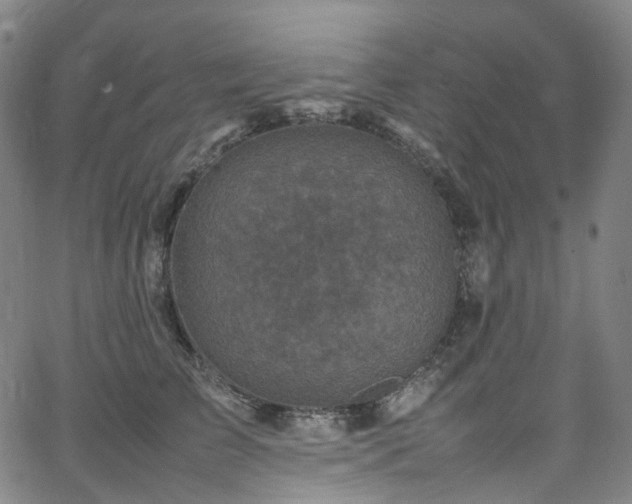 X0000065980709200603101422