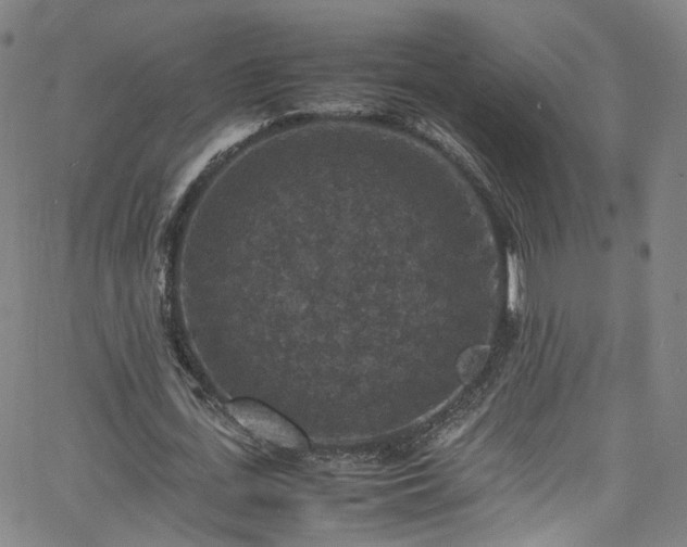 X0000065980723200603101421