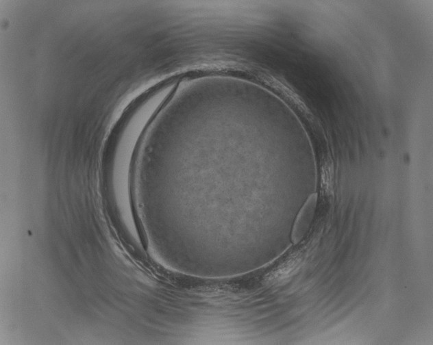 X0000065980724200603101421