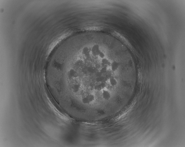 X0000065980725200603101421