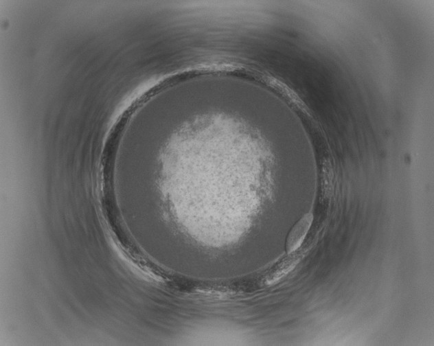 X0000065980726200603101421