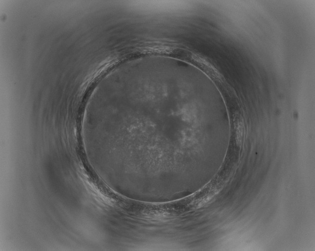 X0000065980729200603101421