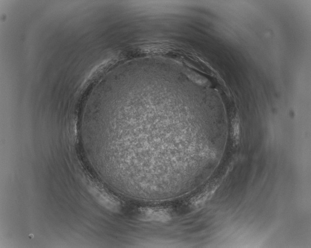 X0000065980733200603101421