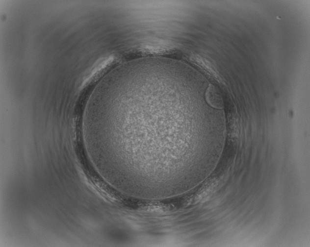 X0000065980738200603101422