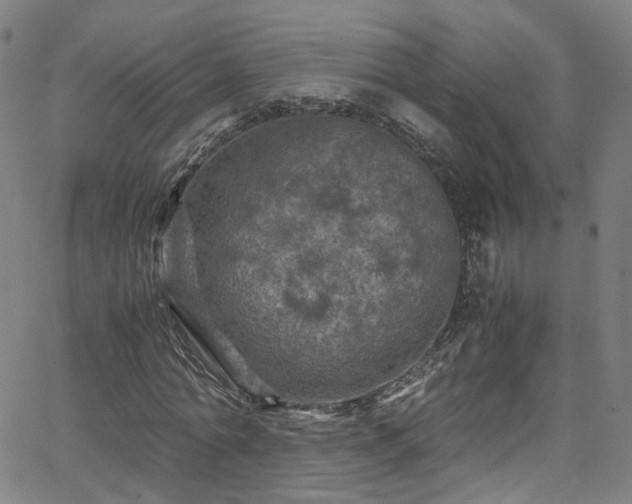 X0000065980774200603101421