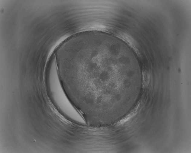 X0000065980780200603101421