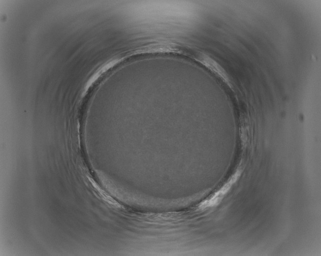 X0000065980781200603101421