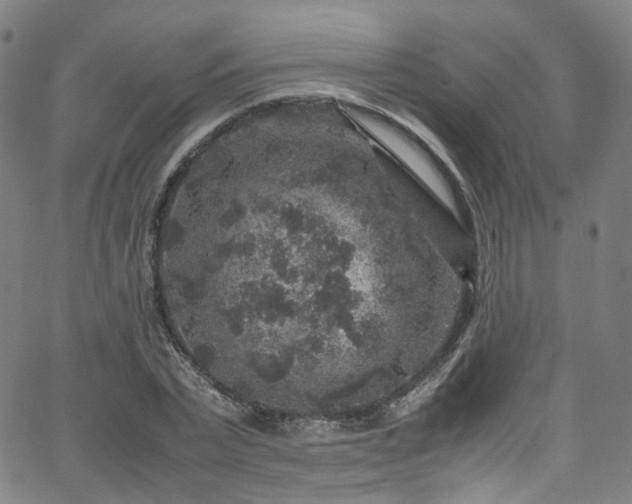 X0000065980783200603101421