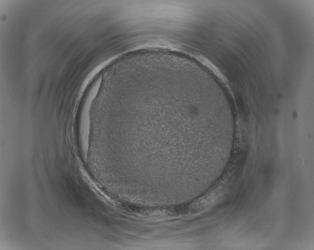 X0000065980791200603101421