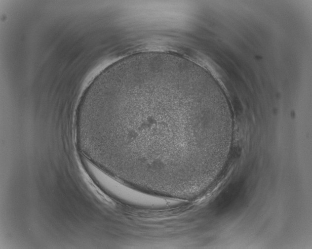 X0000065980795200603101421