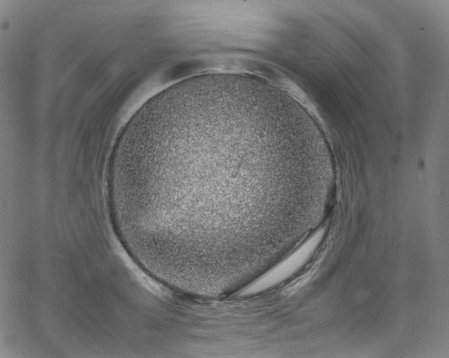 X0000065980803200603101421