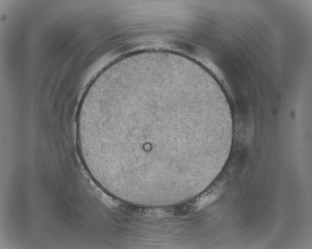 X0000065980807200603101421