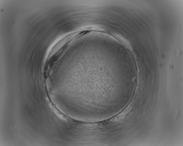 X0000065980816200603101420