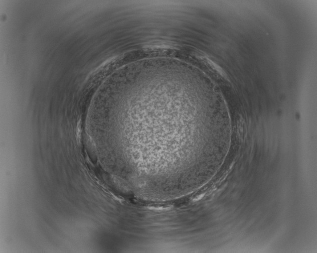 X0000065980821200603101420