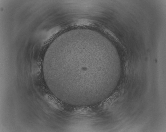 X0000065980824200603101420