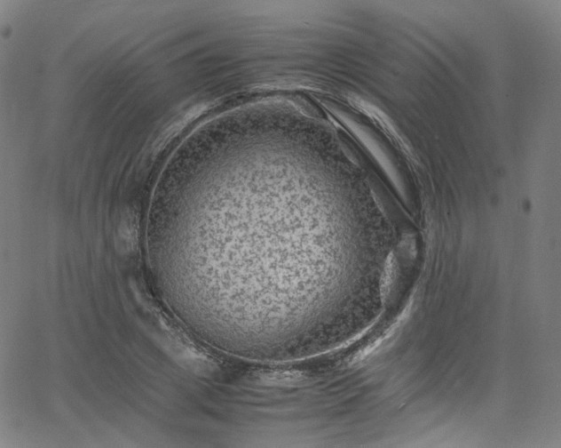 X0000065980833200603101420