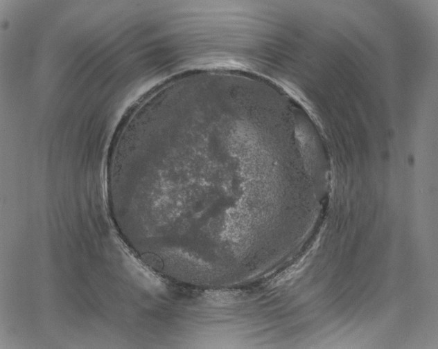 X0000065980840200603101420