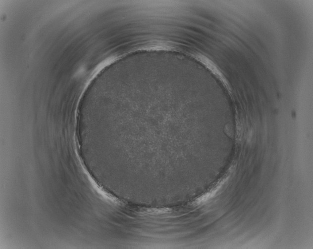 X0000065980845200603101420