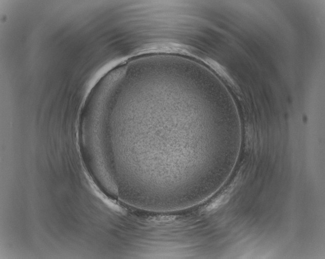 X0000065980846200603101420