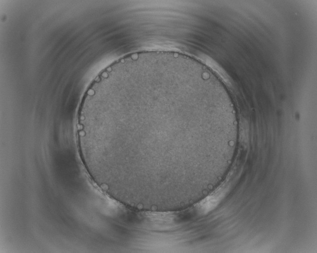 X0000065980856200603101420