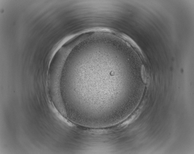 X0000065980860200603101420