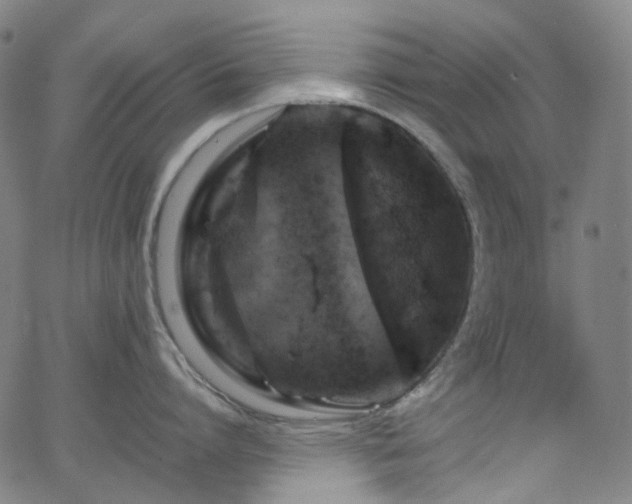 X0000065980864200603101420