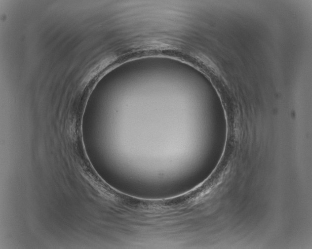 X0000065980873200603101420