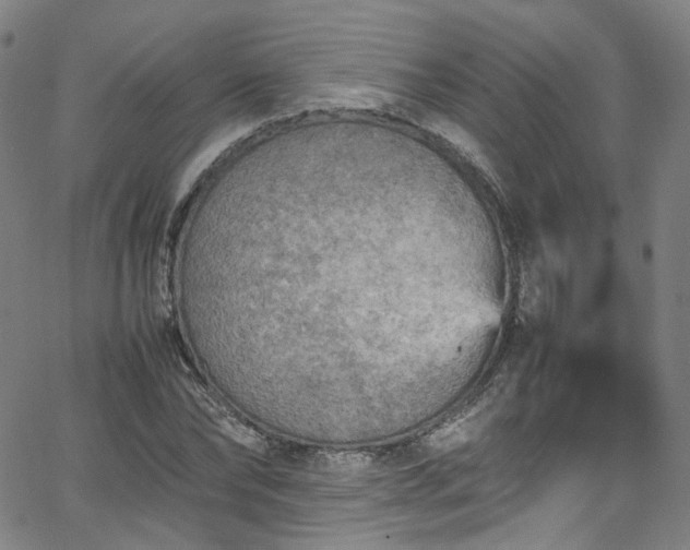 X0000065980878200603101420