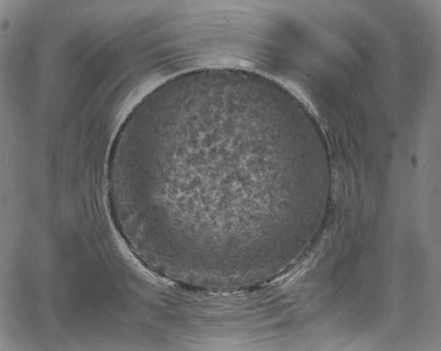 X0000065980895200603101419