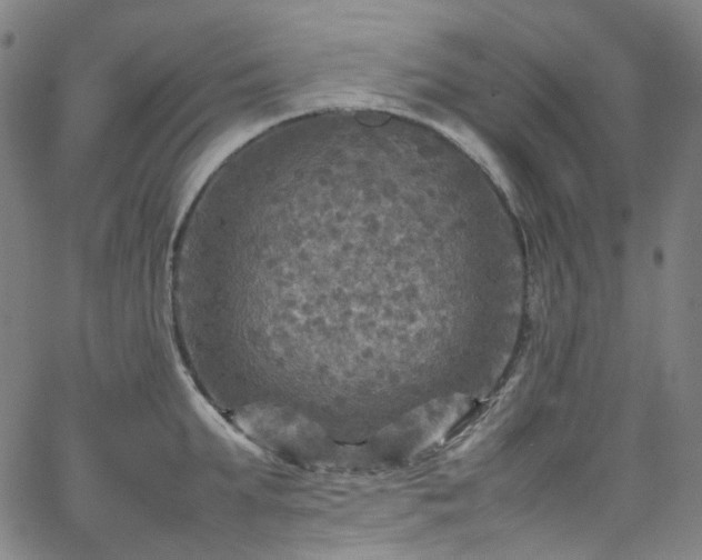 X0000065980903200603101419