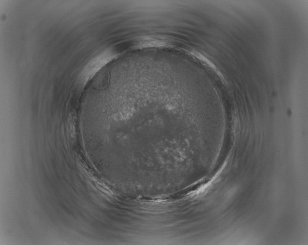 X0000065980921200603101418