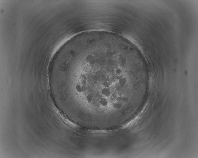 X0000065980925200603101418