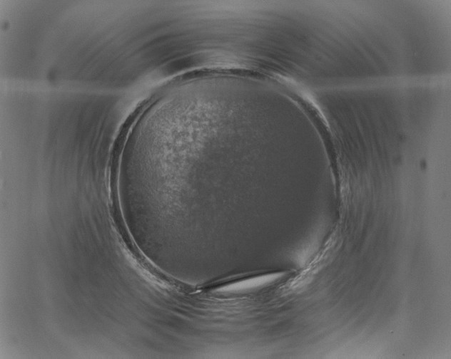 X0000065980935200603101419