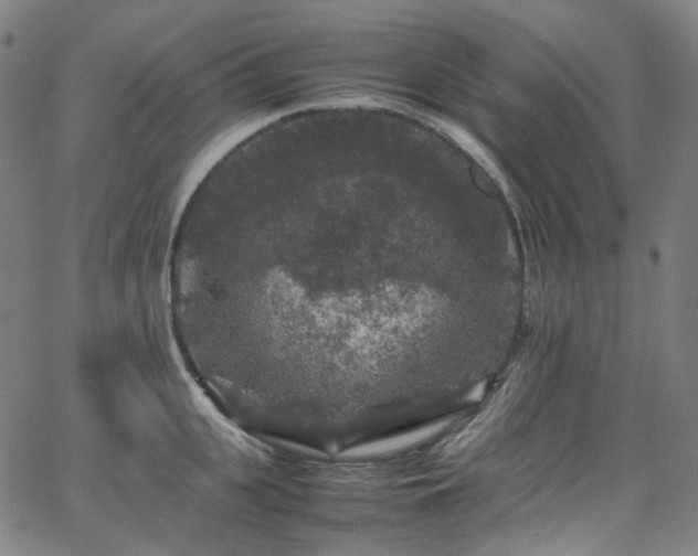 X0000065980951200603101419