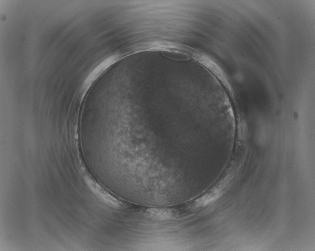 X0000065980954200603101419