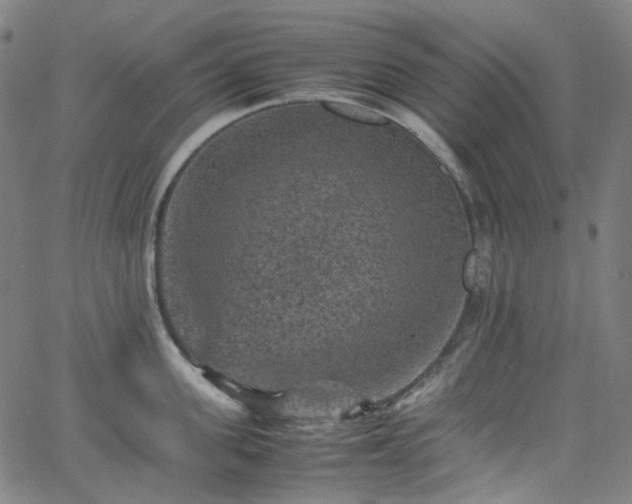 X0000065980955200603101419