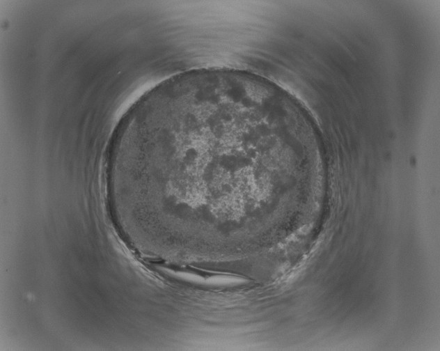 X0000065980983200603101418