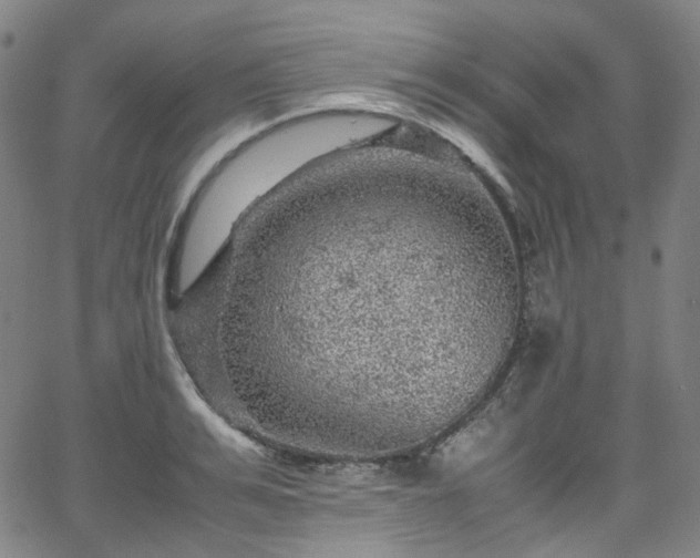 X0000065980991200603101418