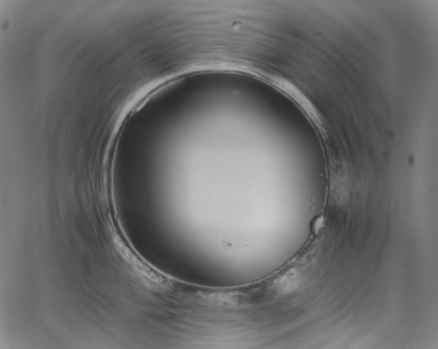 X0000065981004200603101417