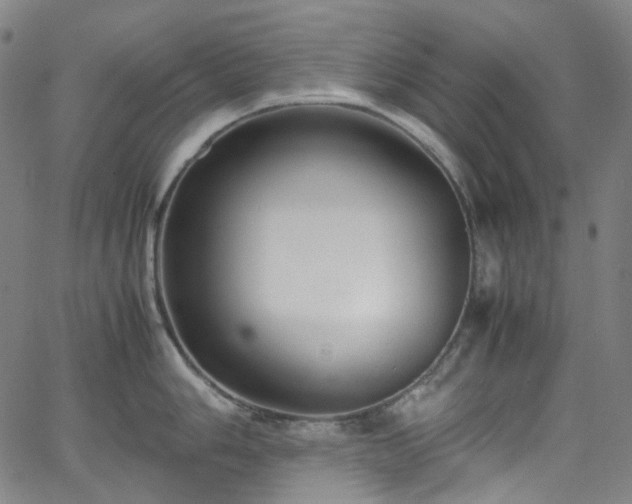 X0000065981006200603101417