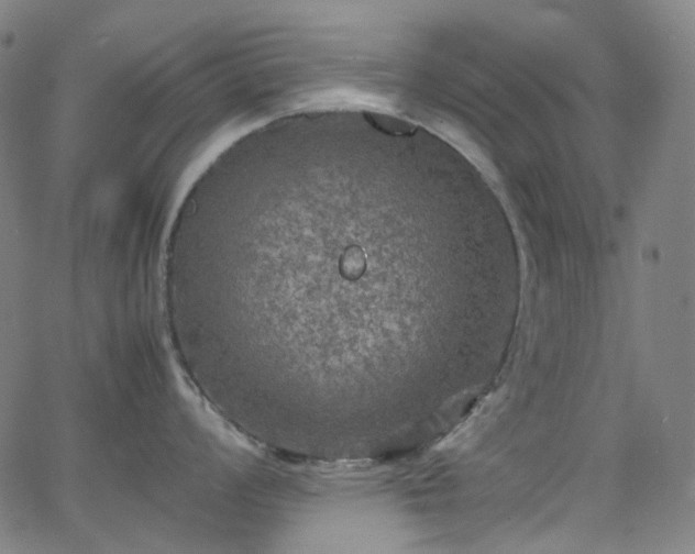 X0000065981008200603101417