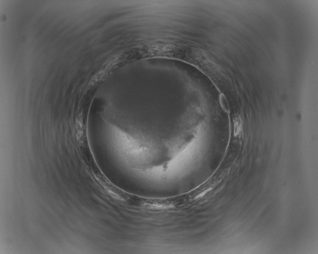 X0000065981011200603101417