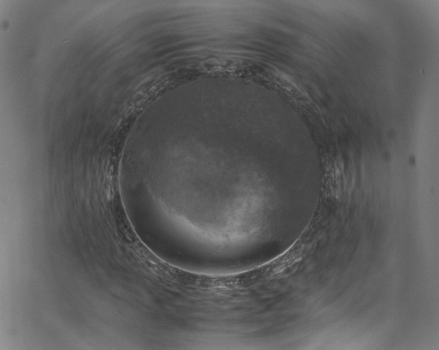 X0000065981013200603101417