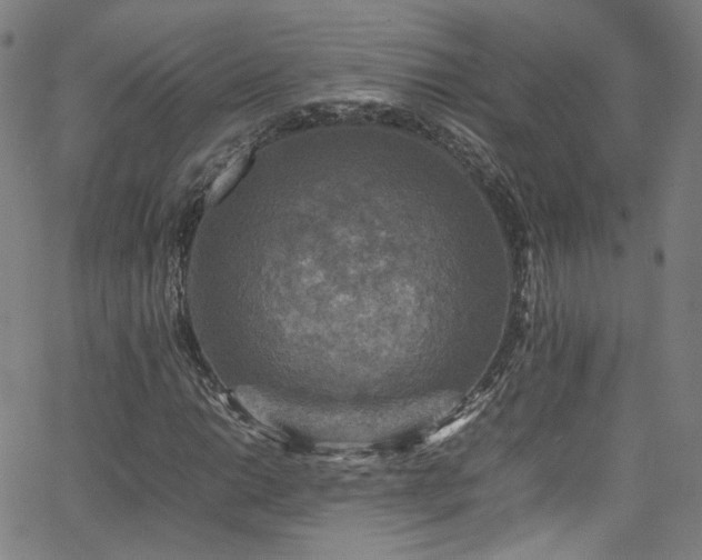 X0000065981014200603101417